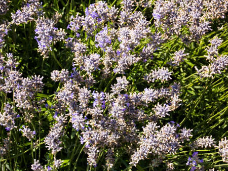Lavender macro close up Zagrebの写真素材