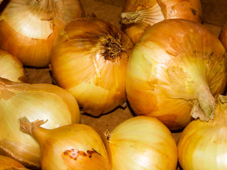 Healthy Onions Background Closeup Macroの写真素材