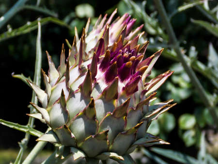 Cardoon artichoke thistle close upの写真素材