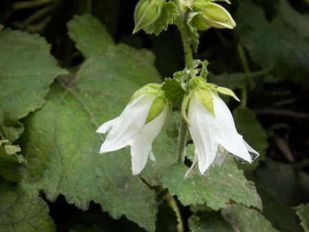 Cornish bellflower close up macroの写真素材
