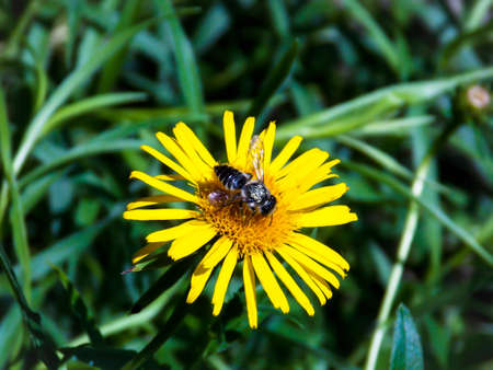 Bee on Slender-leaved elecampaneの写真素材