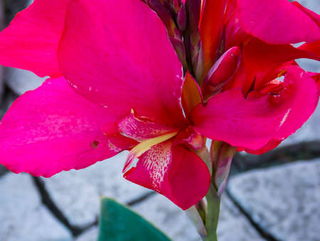 Red Canna Lily Closeup Macroの写真素材