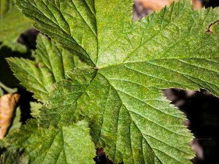 rosaceae potentilla leaf close upの写真素材