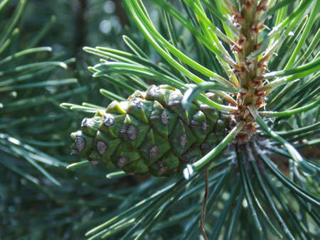Mountain pine tree close upの写真素材
