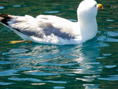 Seagull Swimming Close Up Wallpaperの写真素材
