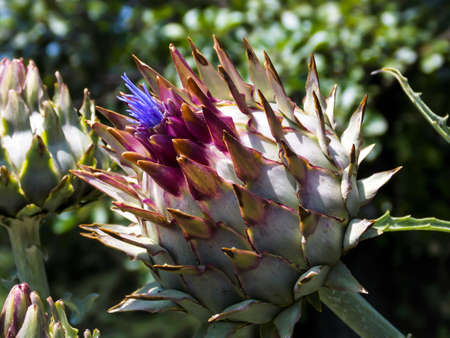 Cardoon artichoke thistle close upの写真素材