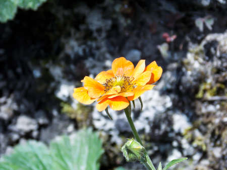 Geum heldreichii flower close upの写真素材