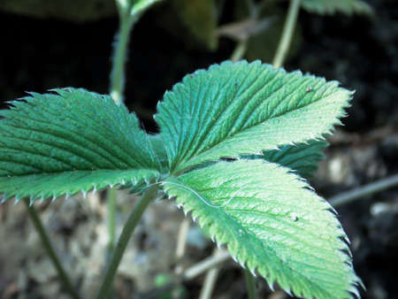 rosaceae potentilla leaf close upの写真素材
