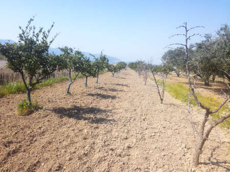 Agriculture Field In The Springの写真素材