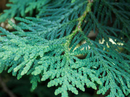 thuja occidentalis close up macroの写真素材