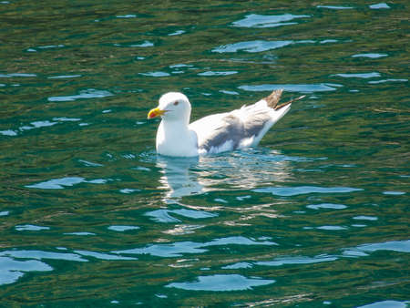 Seagull Swimming Close Up Wallpaperの写真素材