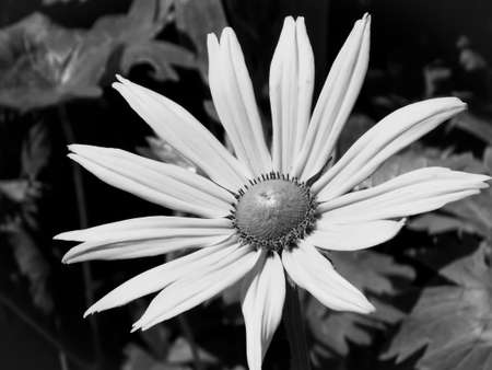 irish eyes rudbeckia flower close upの写真素材