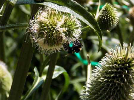 Indian Teasel background close upの写真素材