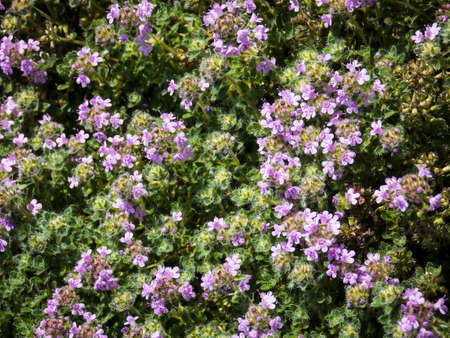 Mother of Thyme background macroの写真素材