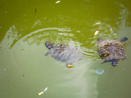 Big Bend slider turtle close upの写真素材