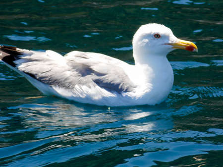 Seagull Swimming Close Up Wallpaperの写真素材