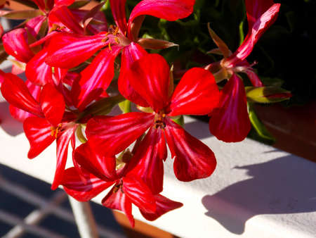 Red Ivyleaf Geranium Close Upの写真素材