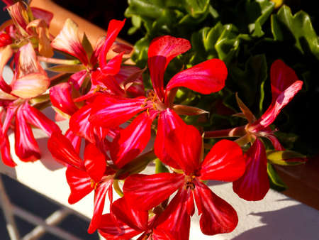 Red Ivyleaf Geranium Close Upの写真素材