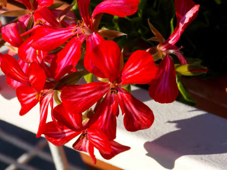 Red Ivyleaf Geranium Close Upの写真素材