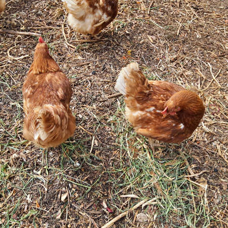 Organic Free Range Chicken Farmの写真素材