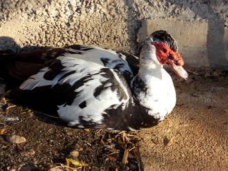 Male Muscovy Duck Close Upの写真素材