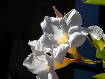 White Chilean Jasmine Close Upの写真素材