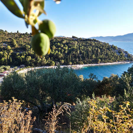 Olive Tree Seascape Wallpaper Backgroundの写真素材