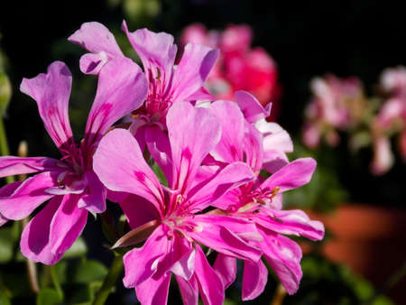 Pink Ivyleaf Geranium Close Upの写真素材