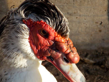 Male Muscovy Duck Close Upの写真素材