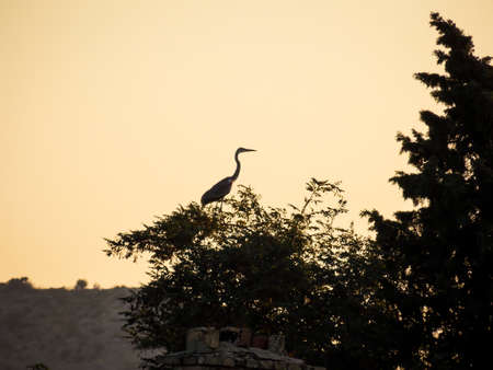 Heron Landscape Wallpaper Background Photoの写真素材