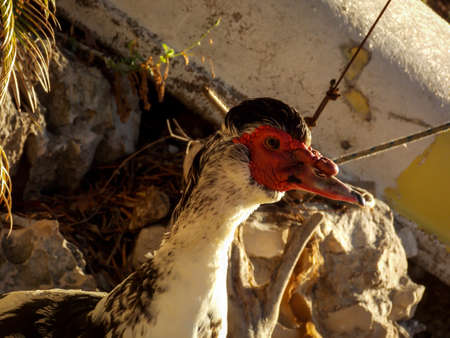 Male Muscovy Duck Close Upの写真素材