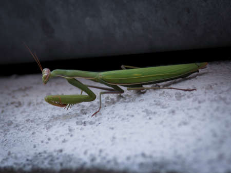Mantis Bug Close Up Wallpaperの写真素材