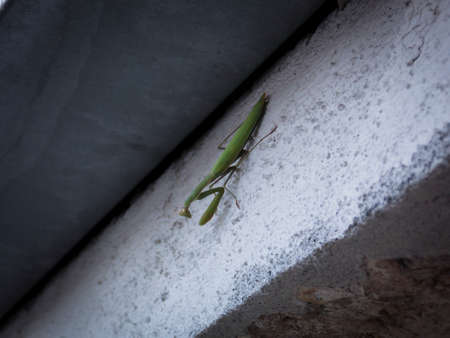 Mantis Bug Close Up Wallpaperの写真素材