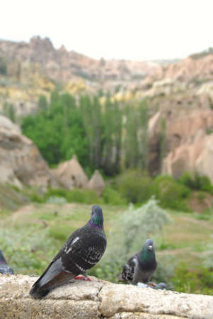 pigeon sitting on a wallの写真素材