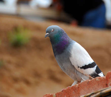 pigeon sitting on a tiled roofの写真素材