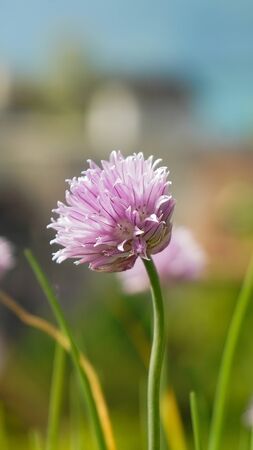 Flowers photographed along the lakeshores of Montreux.