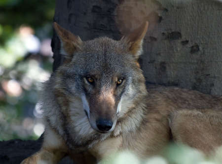 European Wolf in Zurich Zoo (Switzerland)