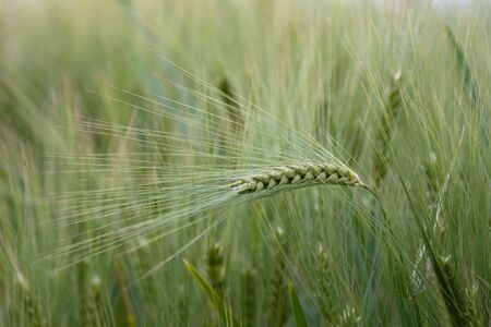 Bread cornの写真素材