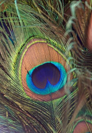 Fragmnet of colorful peacock featherの写真素材