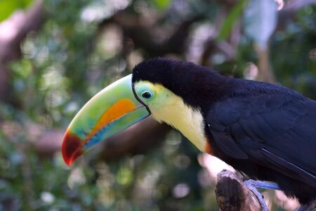 Colorful Tucan in Zurich Zooの写真素材