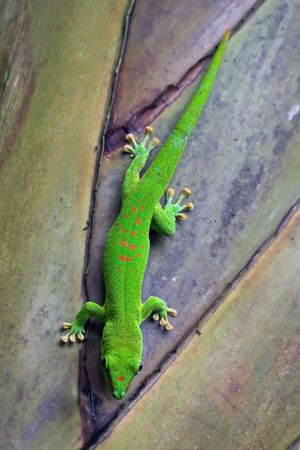 Madagascar gecko in Zurich Zoo (Switzerland)の写真素材