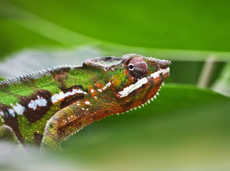 Colorful Madagascar chameleon in the Zurich zoo
