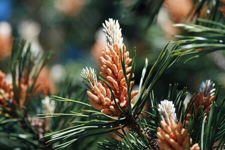 Bright close-up of pine budsの写真素材