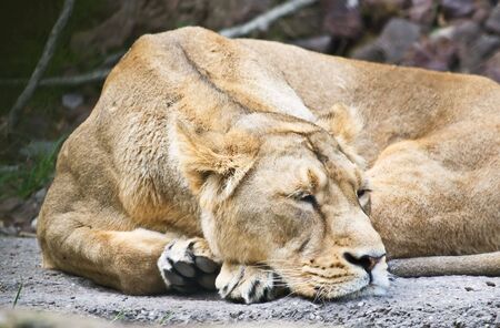 Indian lion in the Zurich zooの写真素材