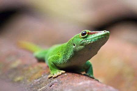 Green madagascarian gecko on the roofの写真素材