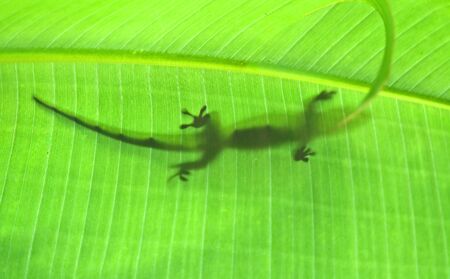 Green madagascarian gecko on the leafの写真素材