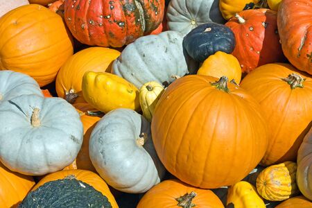 Colorful pumpkins collection on the market