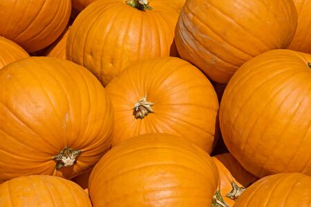 Colorful pumpkins collection on the market