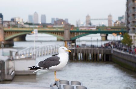 Seagull with London cityscape on the backgroundの写真素材