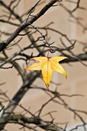 Last leaf on the treeの写真素材